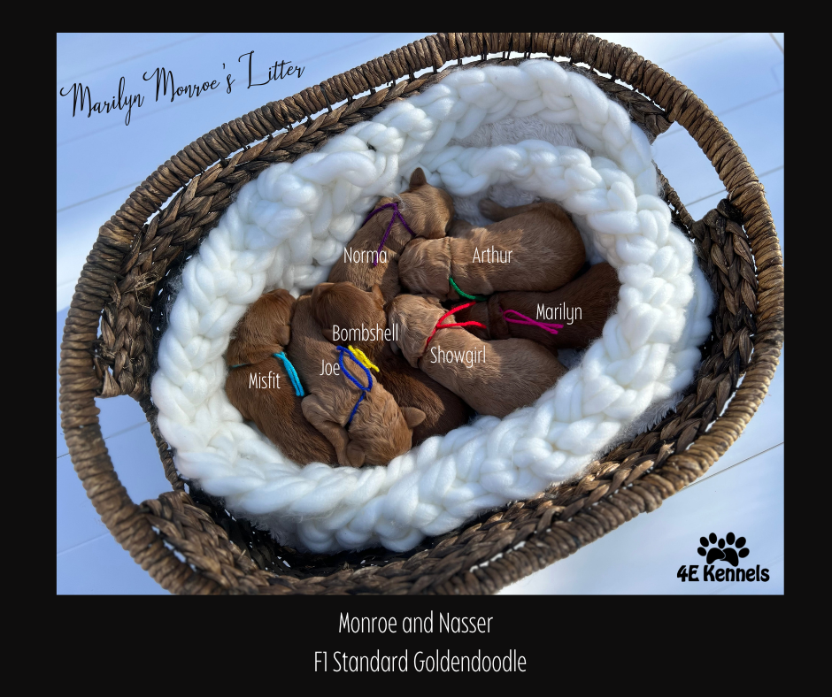 Goldendoodle Breeder Las Vegas Badass Breeder 4E Kennels